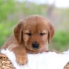 Image of Lexi, a Golden Retriever puppy