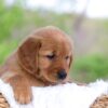 Image of Lexi, a Golden Retriever puppy
