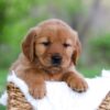 Image of Lexi, a Golden Retriever puppy