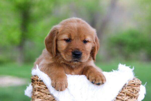 Image of Lexi, a Golden Retriever puppy