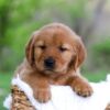 Image of Lexi, a Golden Retriever puppy