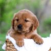 Image of Lexi, a Golden Retriever puppy