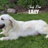 Image of English Cream 🤍 July 14, a Golden Retriever puppy