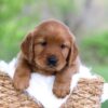 Image of Lincoln, a Golden Retriever puppy