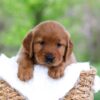 Image of Lincoln, a Golden Retriever puppy
