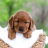 Image of Lincoln, a Golden Retriever puppy