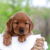 Image of Lincoln, a Golden Retriever puppy