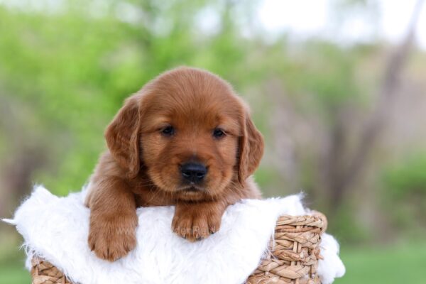 Image of Lincoln, a Golden Retriever puppy