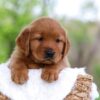 Image of Lincoln, a Golden Retriever puppy