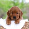 Image of Lincoln, a Golden Retriever puppy
