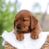 Image of Lincoln, a Golden Retriever puppy