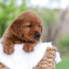 Image of Lincoln, a Golden Retriever puppy