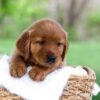 Image of Lincoln, a Golden Retriever puppy