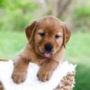 Image of Luke, a Golden Retriever puppy