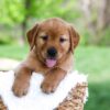Image of Luke, a Golden Retriever puppy