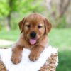 Image of Luke, a Golden Retriever puppy