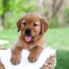 Image of Luke, a Golden Retriever puppy