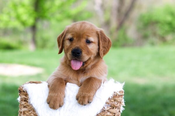 Image of Luke, a Golden Retriever puppy