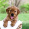 Image of Luke, a Golden Retriever puppy