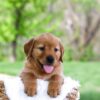 Image of Luke, a Golden Retriever puppy