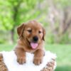 Image of Luke, a Golden Retriever puppy