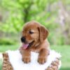 Image of Luke, a Golden Retriever puppy