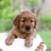 Image of Luna, a Golden Retriever puppy