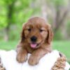 Image of Luna, a Golden Retriever puppy