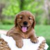 Image of Luna, a Golden Retriever puppy