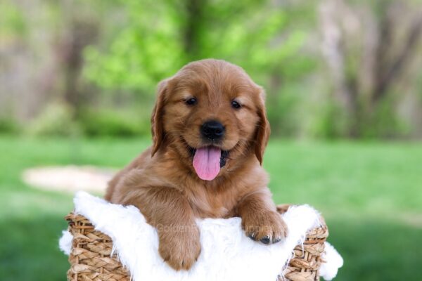 Image of Luna, a Golden Retriever puppy