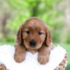 Image of Luna, a Golden Retriever puppy
