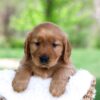 Image of Luna, a Golden Retriever puppy