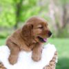 Image of Luna, a Golden Retriever puppy