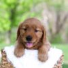 Image of Luna, a Golden Retriever puppy