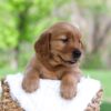 Image of Luna, a Golden Retriever puppy