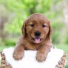 Image of Luna, a Golden Retriever puppy