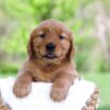 Image of Luna, a Golden Retriever puppy