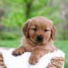 Image of Lyle, a Golden Retriever puppy