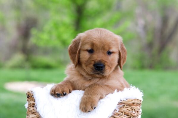 Image of Lyle, a Golden Retriever puppy