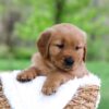Image of Lyle, a Golden Retriever puppy