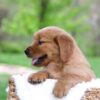 Image of Lyle, a Golden Retriever puppy