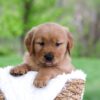 Image of Lyle, a Golden Retriever puppy
