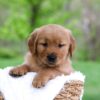 Image of Lyle, a Golden Retriever puppy