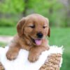 Image of Lyle, a Golden Retriever puppy