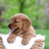 Image of Lyle, a Golden Retriever puppy