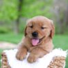 Image of Lyle, a Golden Retriever puppy