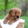 Image of Lyle, a Golden Retriever puppy