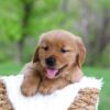 Image of Lyle, a Golden Retriever puppy