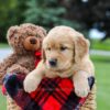 Image of Maddie, a Golden Retriever puppy