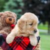 Image of Maddie, a Golden Retriever puppy